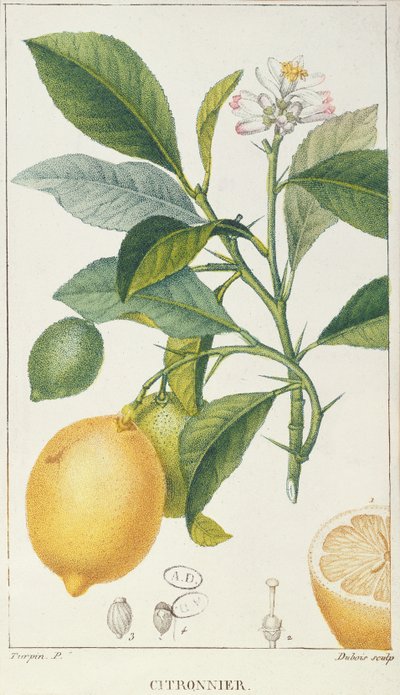 A árvore de limão, gravada por Dubois, c.1820 de Pierre Jean Francois Turpin